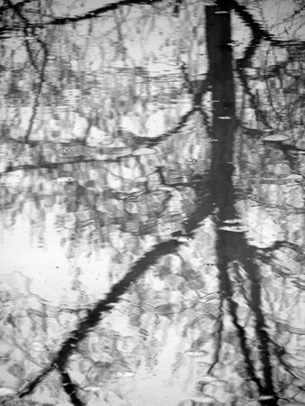 branches of tree reflected in water