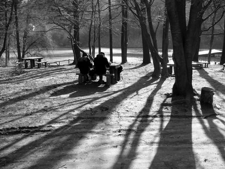 many trees and their long shadows in the afternoonの写真素材