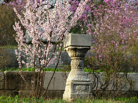 cherry blossom in the royal garden in seoul, south korea