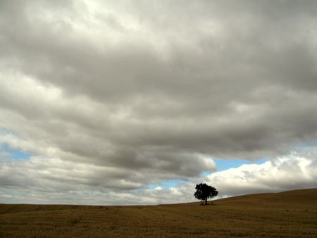 a lonely tree in a deserted field under the clouds on the road to santiagoの写真素材