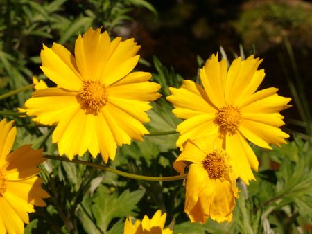 yellow wild flowers in bloomの写真素材
