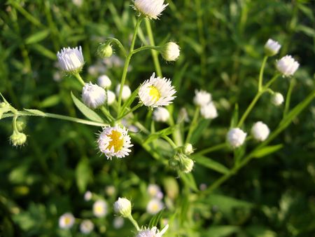 yellow and white colored wild flowers in bloomの写真素材
