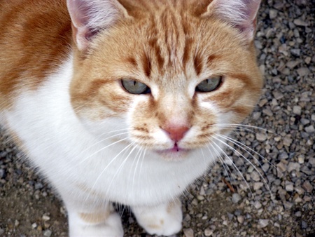 cat with yellow and white hair looking in the cameraの写真素材