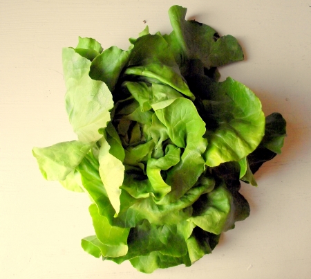lettuce headの写真素材