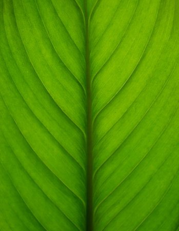 Green leaf closeup