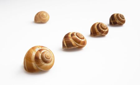 still life with five brown snailshells isolated on white backgroundの写真素材