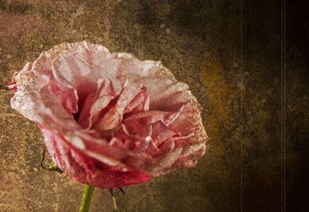Pink rose (Equador) against grunge background rough style studio shotの写真素材