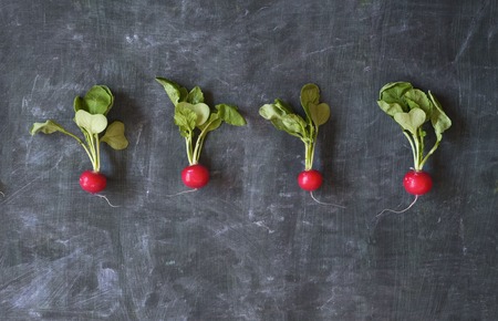 fresh radish, free copy spaceの写真素材