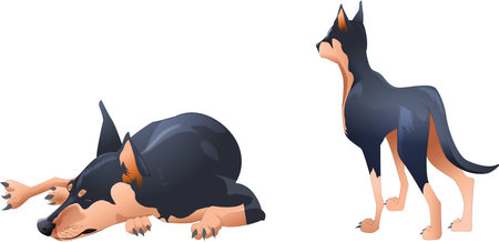 Cartoon doberman dog isolated on white background. Vector illustration.の写真素材