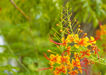 Royal Poinciana Tree Flowersの写真素材