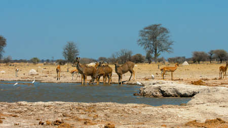 Waterbuck male in grass National Parkの写真素材