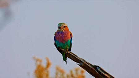 Lilac Breasted Roller Perched