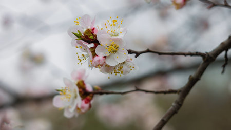 Apricots in Bloom Spring background Beautiful nature scene