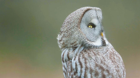 A vertical selective focus shot of a beautiful owl with amazing yellow eyes