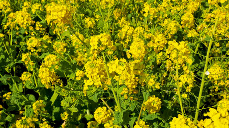 Field of rapeseed Amazing bright colorful spring and summer landscape for wallpaper