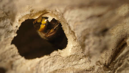 Close up of giant hornet Vespa mandarinia japonicaの写真素材