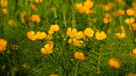 Golden Creeping Buttercups view close up of the flower of Ranunculus repens