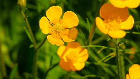 Golden Creeping Buttercups view close up of the flower of Ranunculus repens