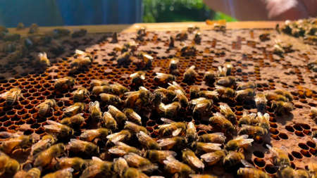 Close up view of the working bees on honeyの写真素材