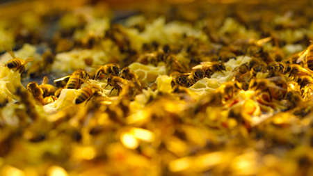 Close up view of the working bees on honeyの写真素材