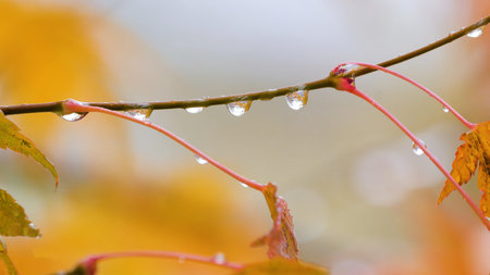 Japanese maple (acer palmatum) turning color at fall