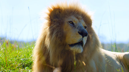 Lions African Wildlife Animals in grass