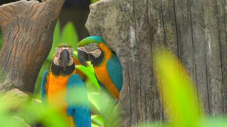 Parrots Scarlet Macaw on the tree