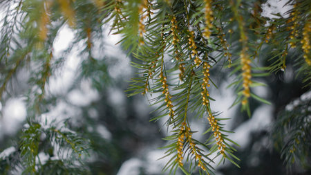 Winter Forest Wonderland Fir branches covered with snowの写真素材