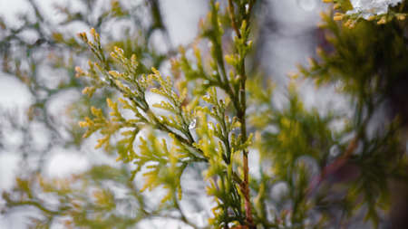 Winter Forest Wonderland Fir branches covered with snowの写真素材