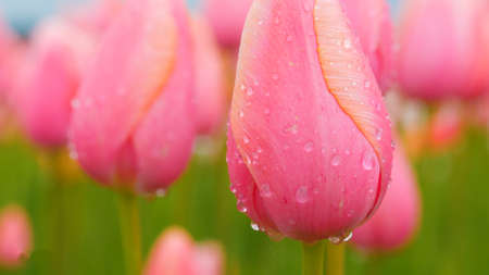 Fields of Tulips at the Wooden Shoe Tulip Festivalの写真素材