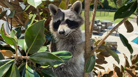 Close up of a female raccoon resting on the railing of a wooden deck againstの写真素材