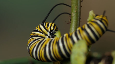 Closeup of a Monarch butterfly caterpillar