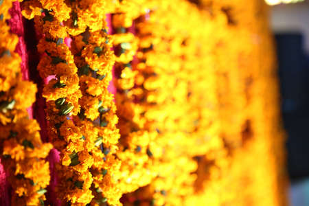 Marigold flower decoration backgroundの写真素材