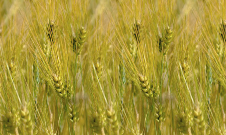 Green grain ready for harvest growing in a farm field