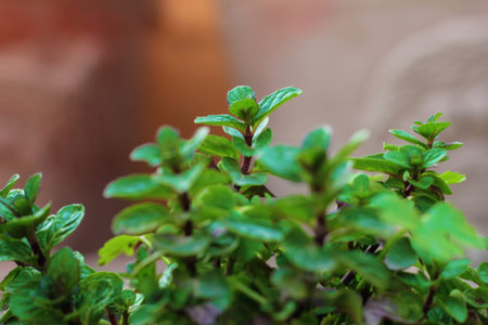 Green plant for background, Green Mint texture or mint background