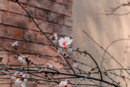 Spring Cherry blossoms, pink flowers