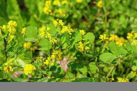 Yellow plant of Fenugreek plant in field. Green Fenugreek or Methi plant flowering with yellow...