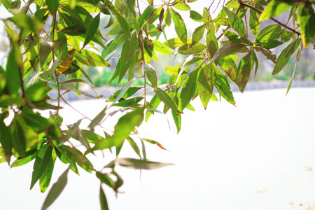 Spring tree branches with fresh green leavesの写真素材