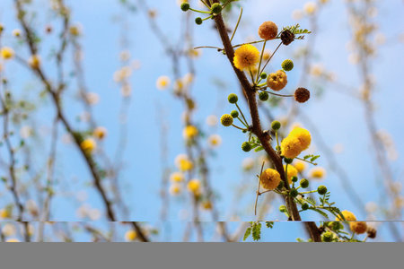 Yellow flowers of a Red Acacia tree (Acacia seyal), the tree is used for the gum arabic productionの写真素材