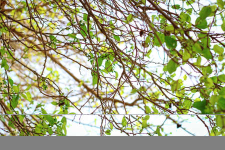 Spring tree branches with fresh green leavesの写真素材