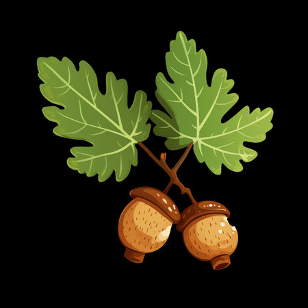 Two acorns with leaves isolated on black background. Vector illustration.のイラスト素材