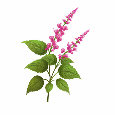 Flowering branch of basil with pink flowers and green leaves. Vector illustration isolated on white background.のイラスト素材