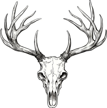 Deer Skull with Horns.Vector illustration ready for vinyl cutting.のイラスト素材