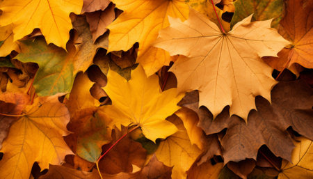 Autumn leaves background. Colorful autumn leaves background. Autumn backgroundの素材