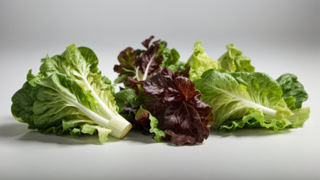 Fresh green and red lettuce on a white background, close-upの素材