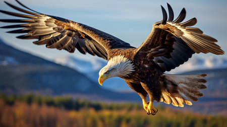 Bald Eagle (Haliaeetus leucocephalus) flying over Alaska.の素材