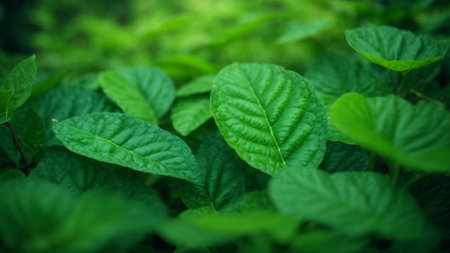 Close up of fresh green leaves in forest. Natural green background.の素材