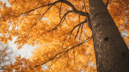 Maple tree in autumn park. Beautiful nature scene in fall season.の素材