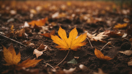 Autumn leaves on the ground in the park. Selective focus.の素材