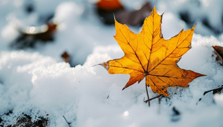 Yellow maple leaf in the snow. Autumn background. Selective focus.の素材